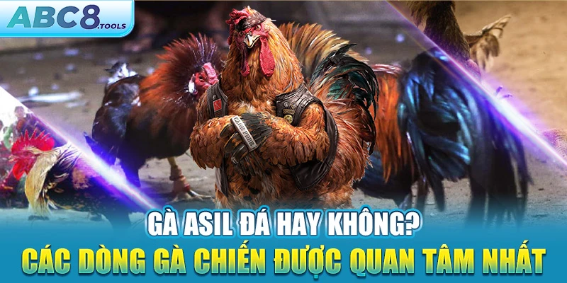 ga-asil-da-hay-khong-cac-dong-ga-chien-duoc-quan-tam-nhat 