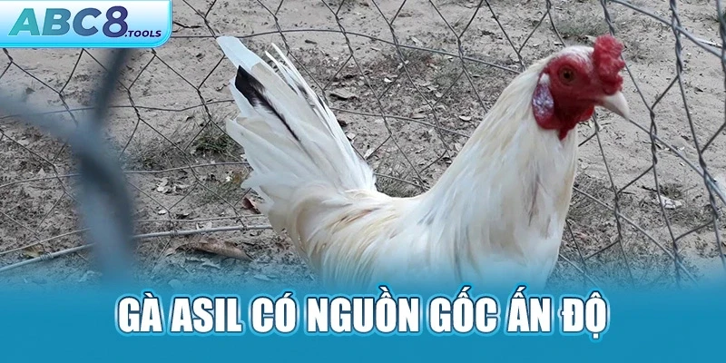 ga-asil-co-nguon-goc-an-do