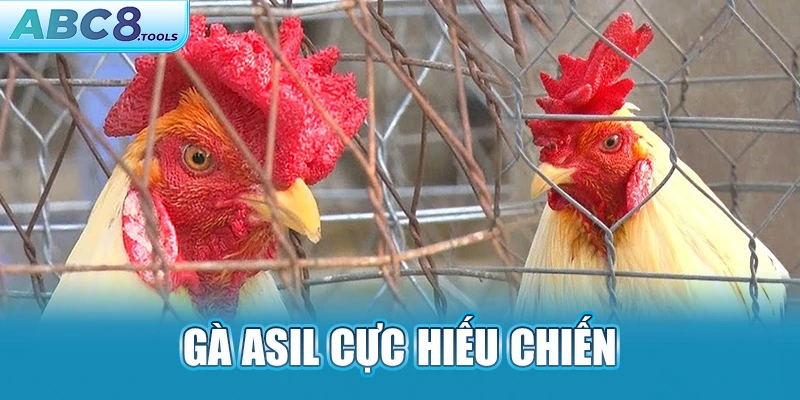 ga-asil-cuc-hieu-chien