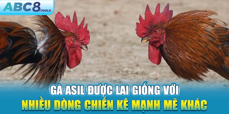 ga-asil-duoc-lai-giong-voi-nhieu-dong-chien-ke-manh-me-khac