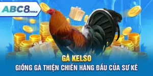 ga-kelso-giong-ga-thien-chien-hang-dau-cua-su-ke