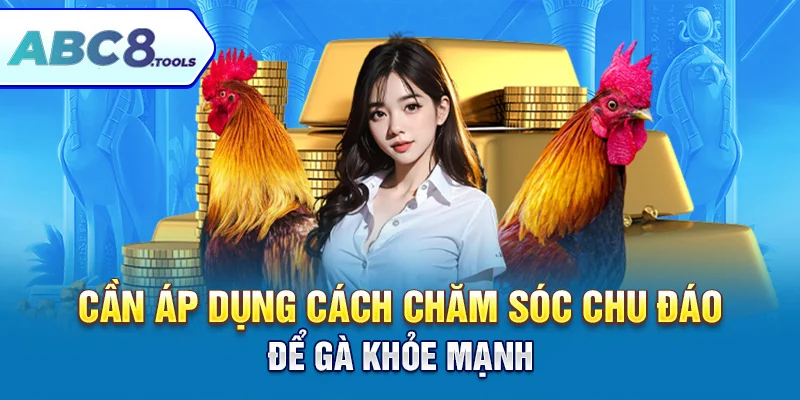 can-ap-dung-cach-cham-soc-chu-dao-de-ga-kelso-khoe-manh