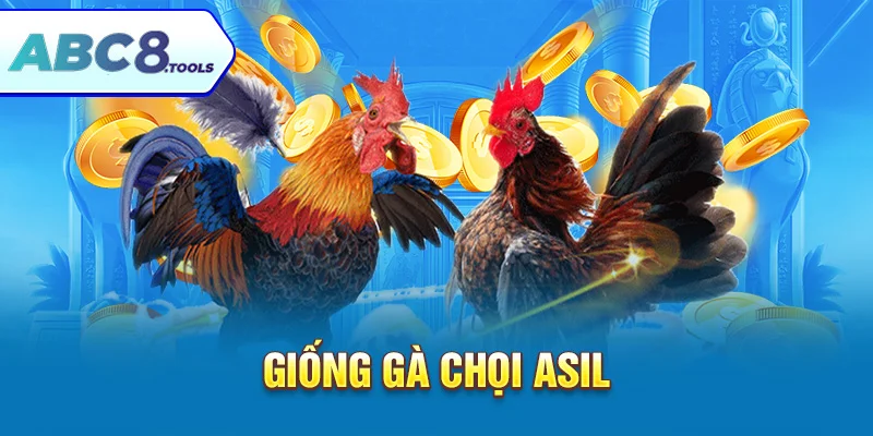 giong-ga-choi-asil-